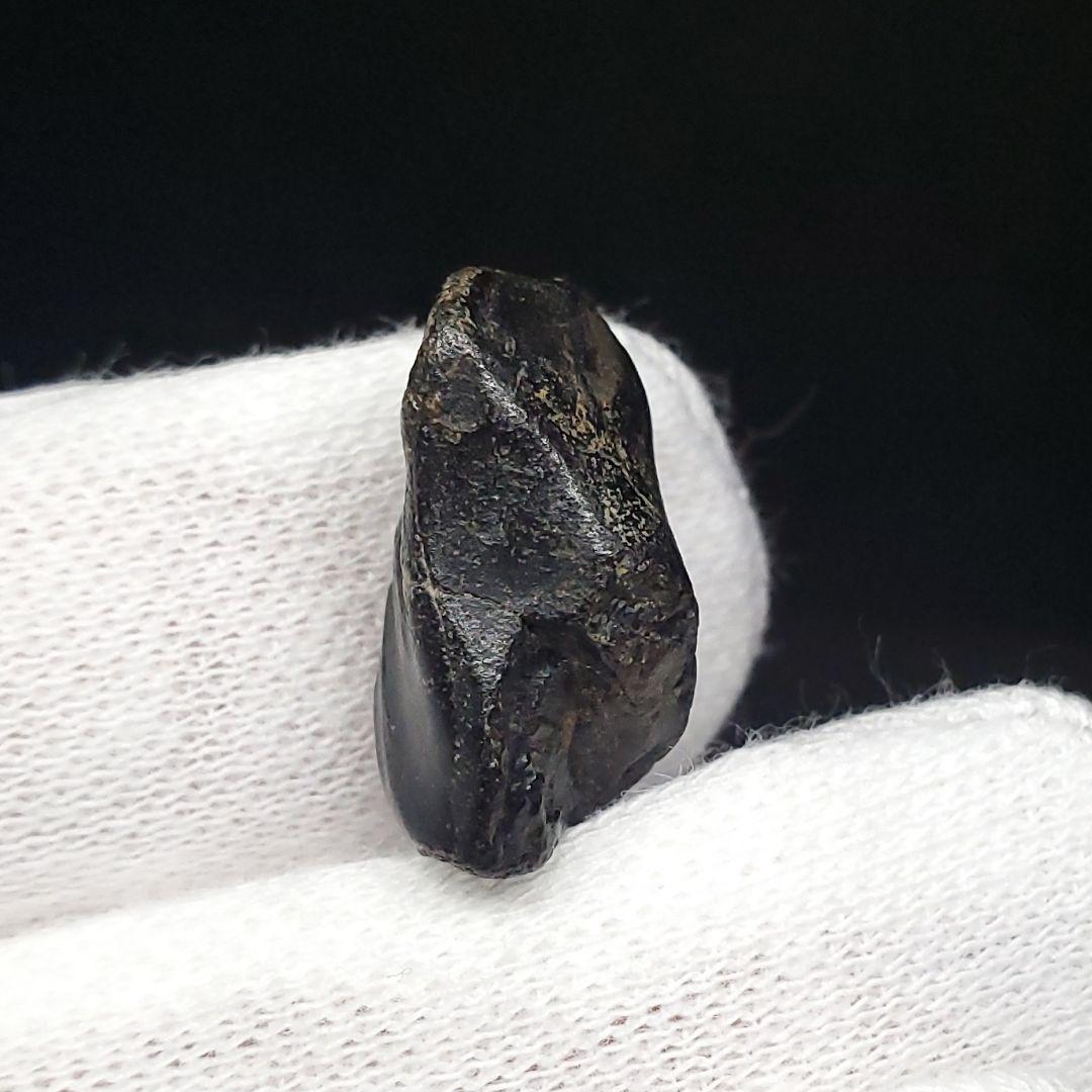 希少 イグアノドン 恐竜 歯 化石 イギリス諸島産 17.77mm fr63