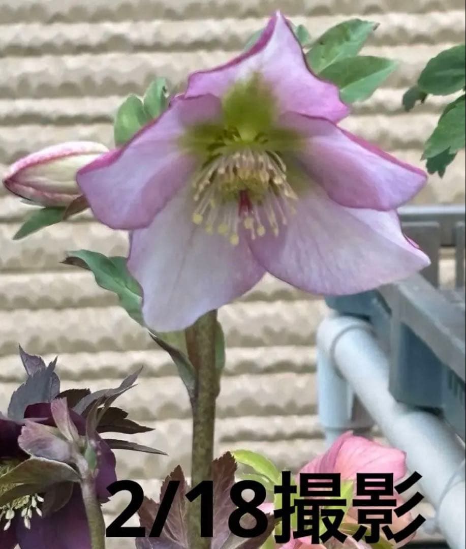 ⑩クリスマスローズSSピンクHarvingtonR ebekah