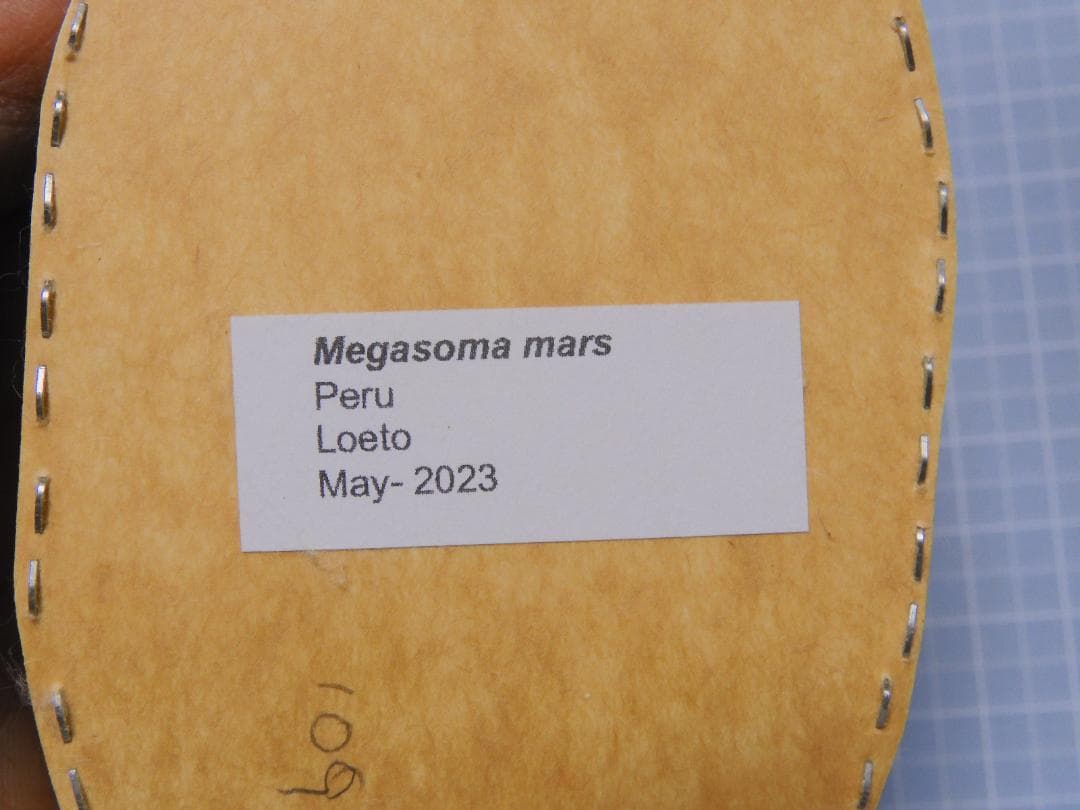 ペルー産　マルスゾウカブト　109mm