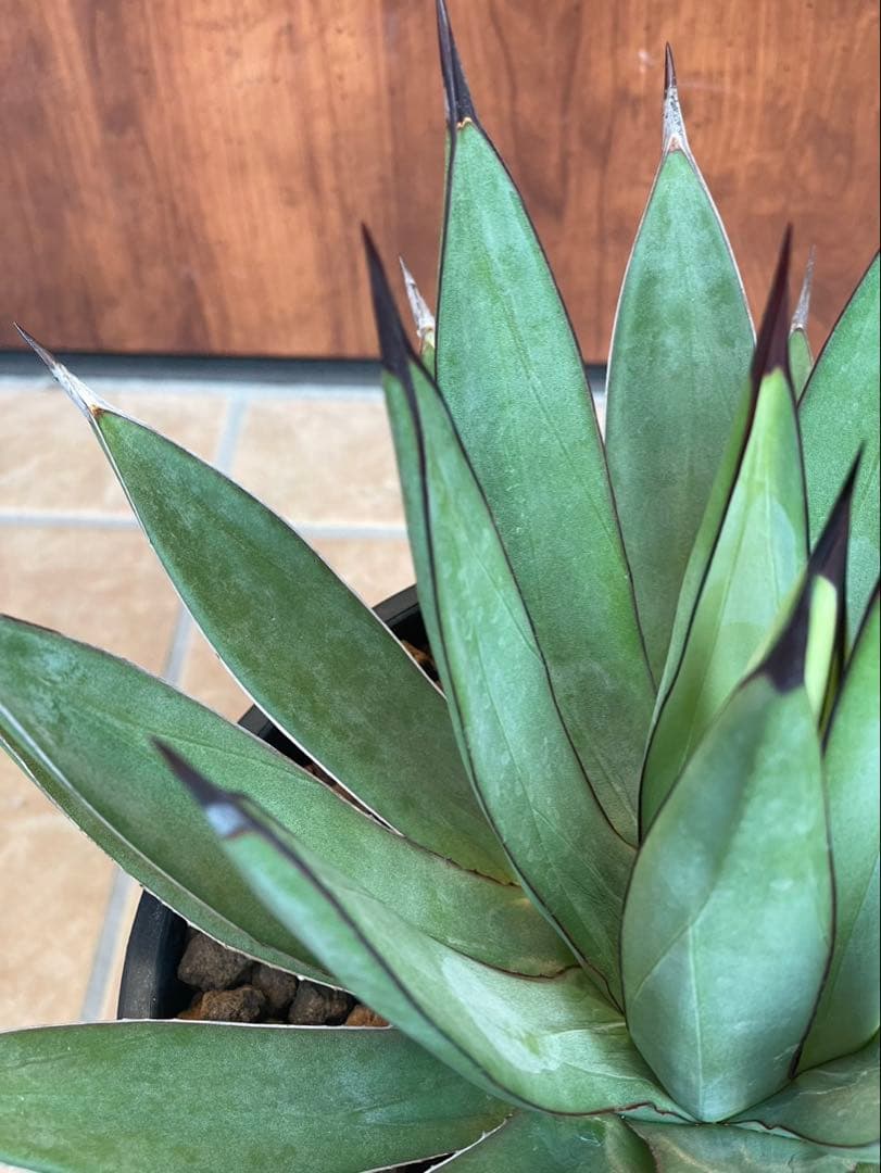 リトルシャーク　鉢付