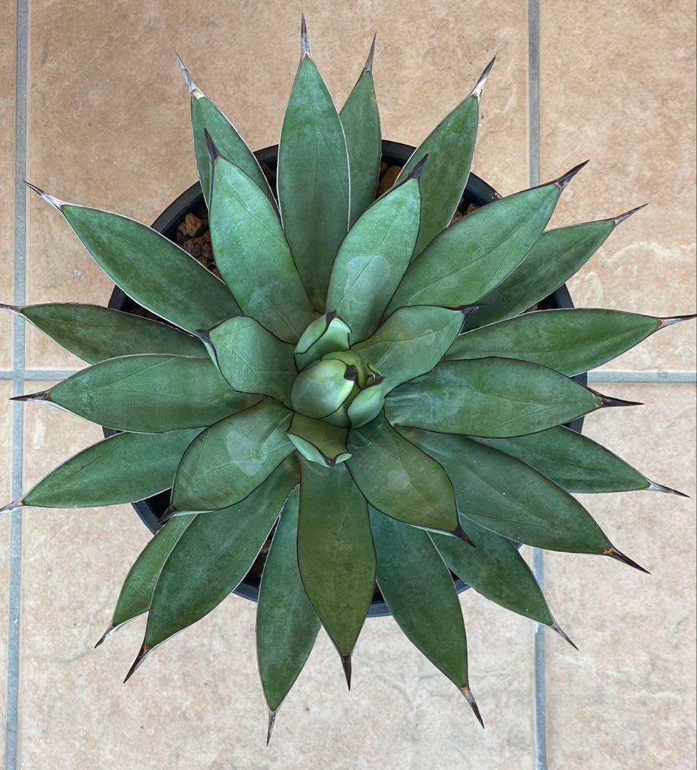 リトルシャーク　鉢付