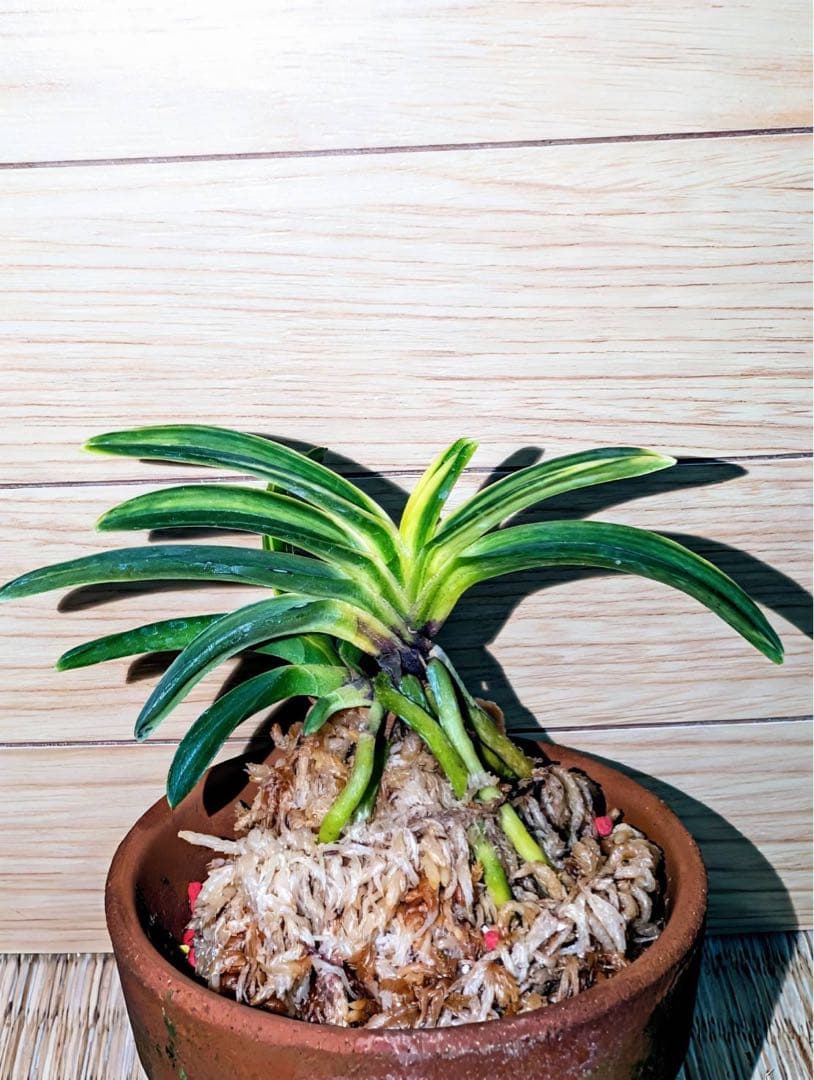 富貴蘭「総ルビー根翠華殿白縞」2本立ち