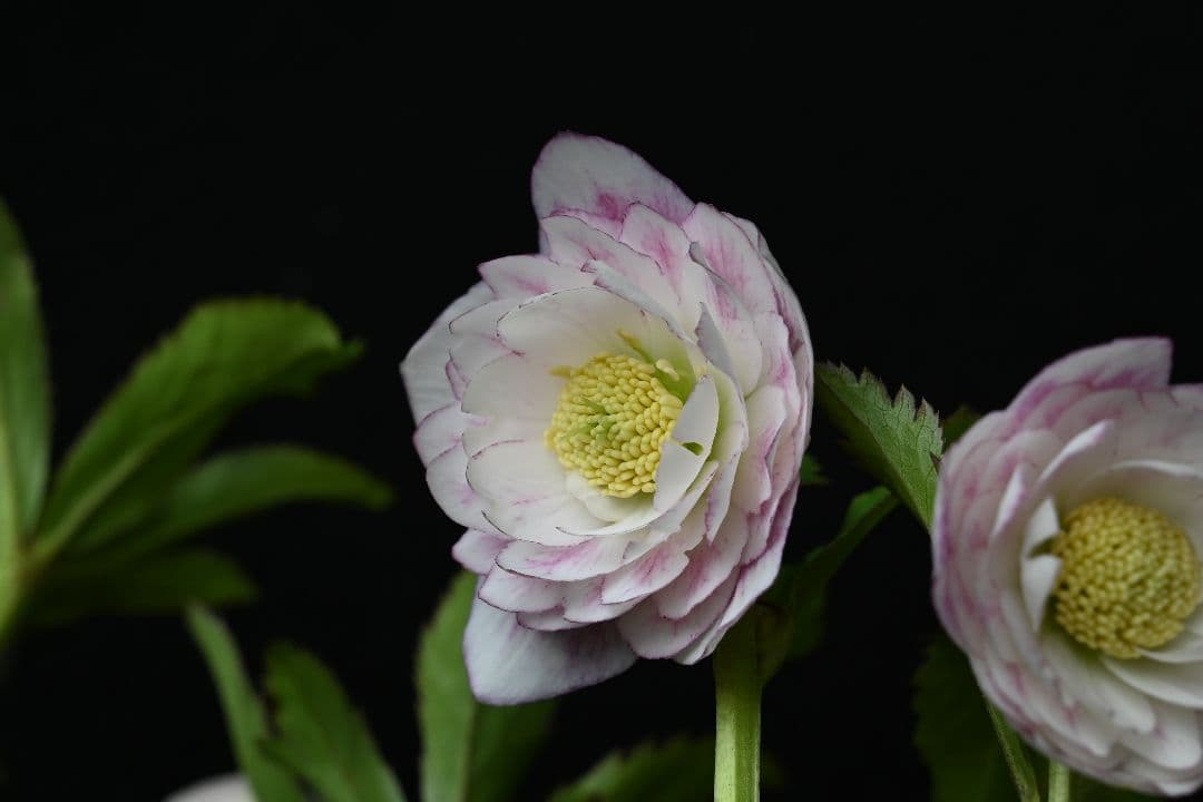 クリスマスローズ　認定リトルプリマヴェーラ　加藤農園