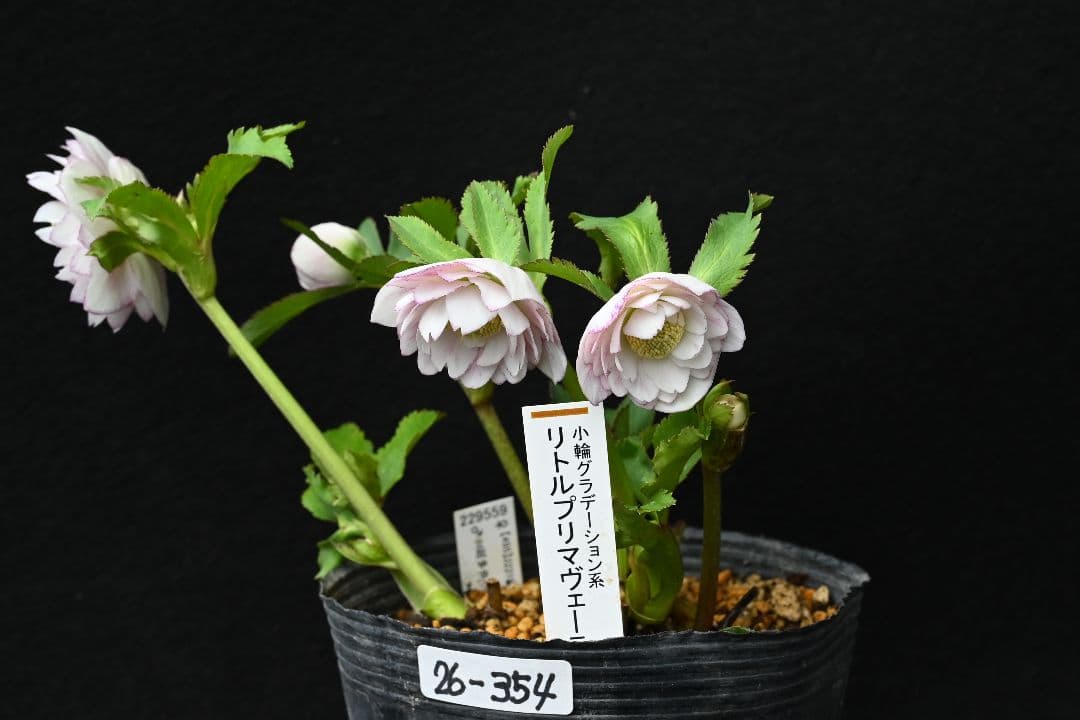 クリスマスローズ　認定リトルプリマヴェーラ　加藤農園