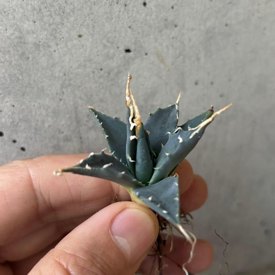 アガベ　ユタエンシス　エボリスピナ　小苗　実生14株セット