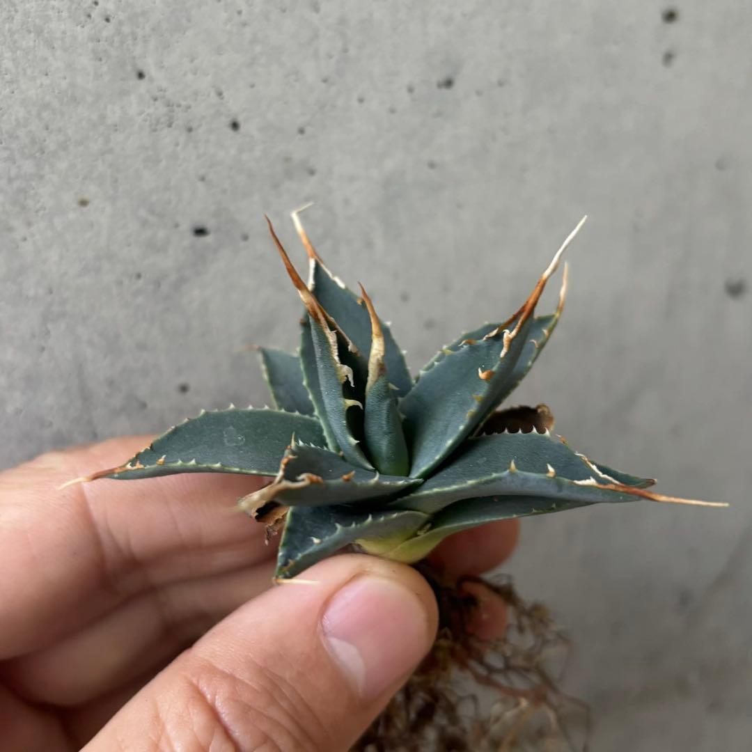 アガベ　ユタエンシス　エボリスピナ　小苗　実生14株セット