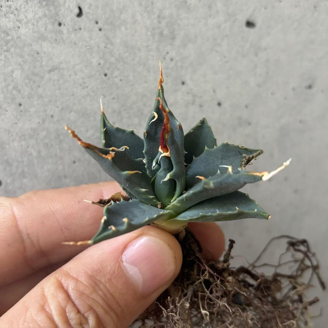 アガベ　ユタエンシス　エボリスピナ　小苗　実生14株セット