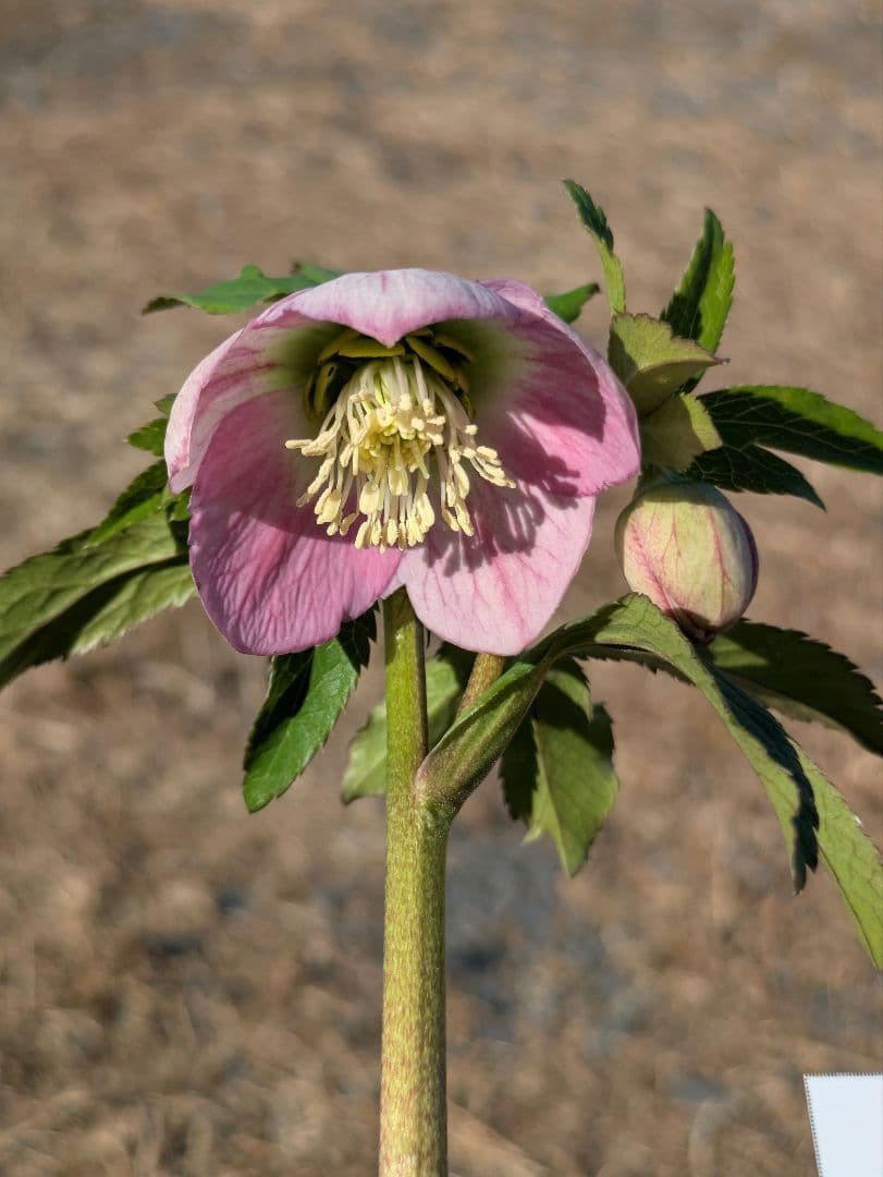 極美 WS★原種交配ヴィリディスhybrid★パステリッシュ・ポーセリン系