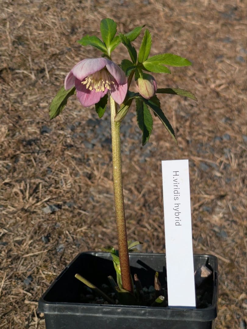 極美 WS★原種交配ヴィリディスhybrid★パステリッシュ・ポーセリン系