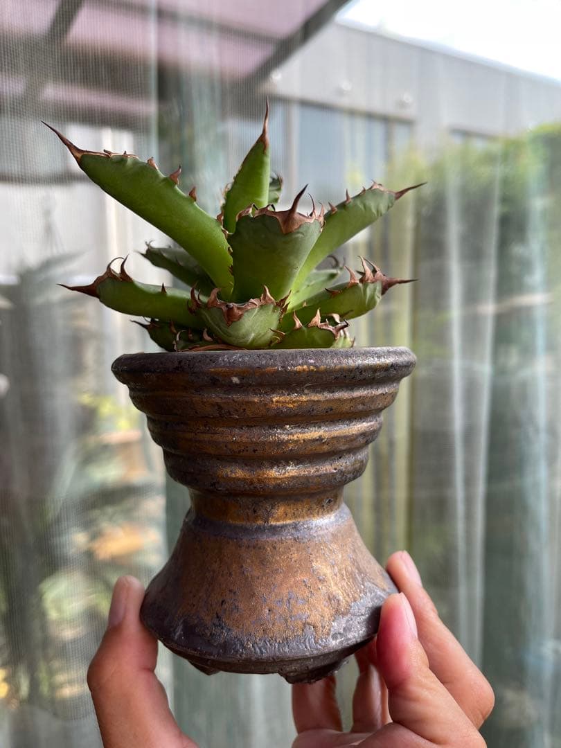 人気作家鉢　陶器鉢　ブランド鉢　徒長ネームド株アガベ付き