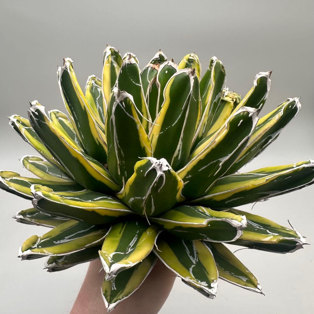 多肉植物・アガベ　笹の雪の黄覆輪/輝山/美しい斑入り