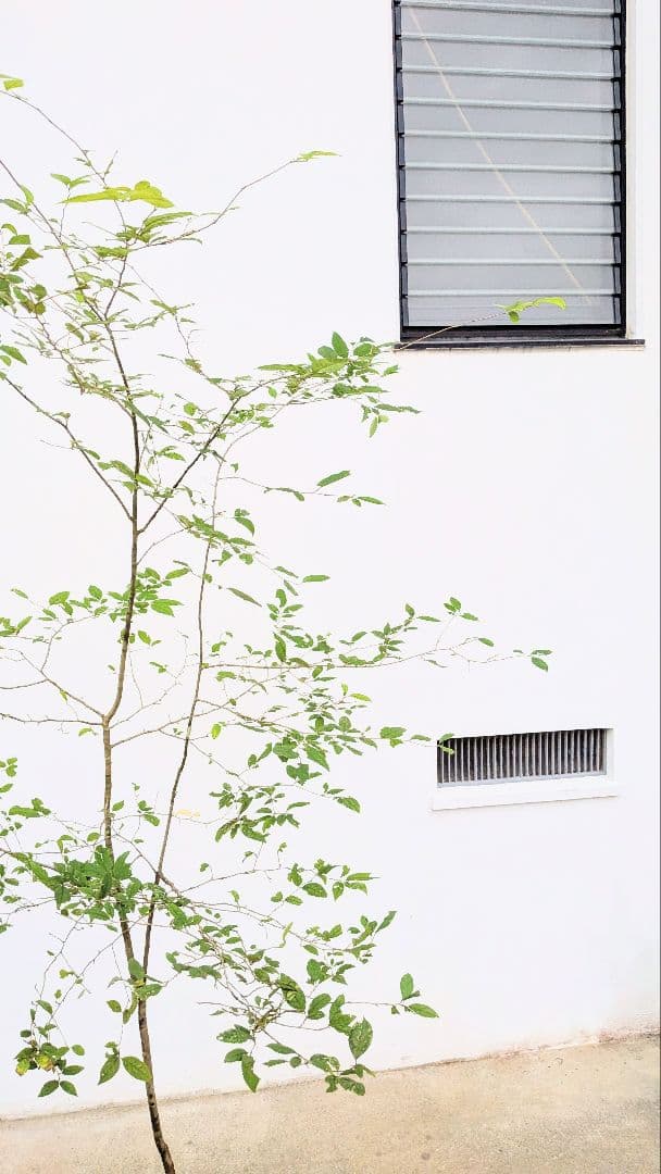 山採りウメモドキ。