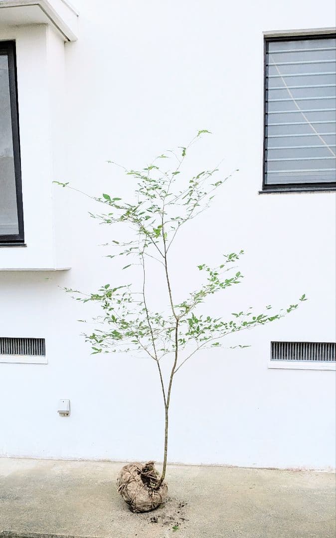 山採りウメモドキ。