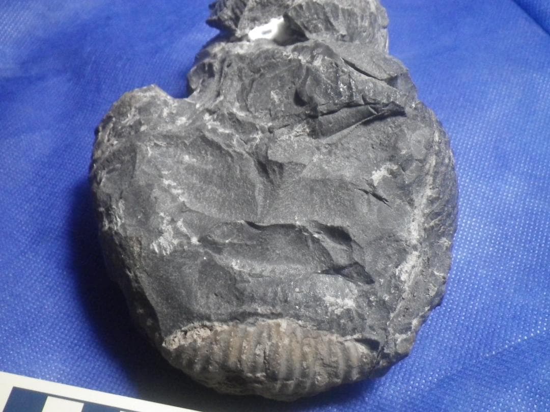 国産化石 ２５０４１５－２