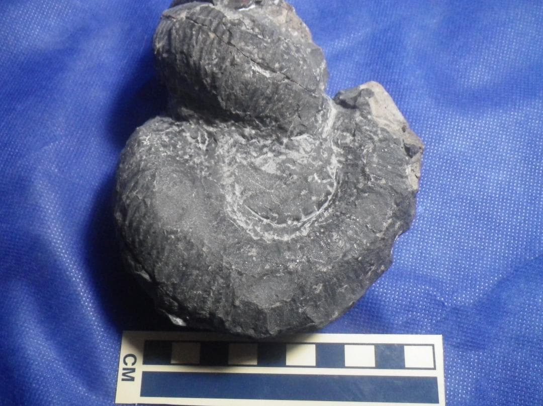 国産化石 ２５０４１５－２