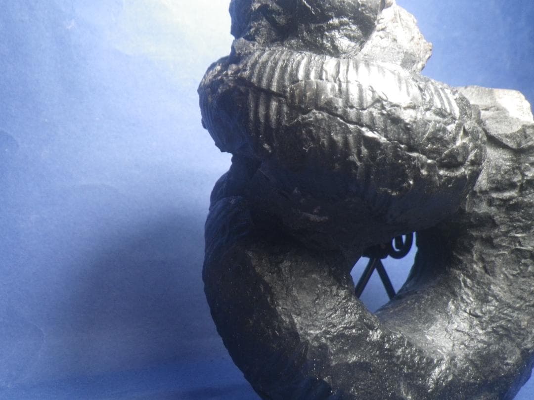 国産化石 ２５０４１５－２