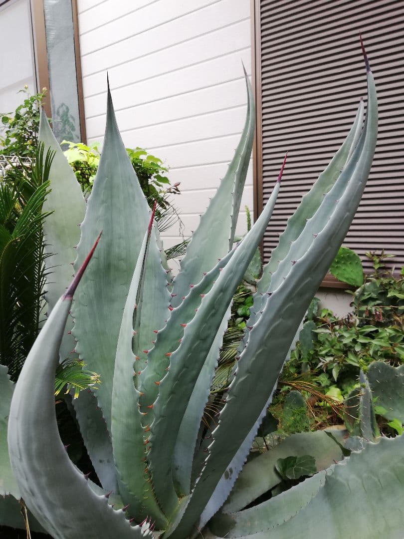 アガベ　アメリカーナ？（掘り取り＆持ち帰り　お願いします）