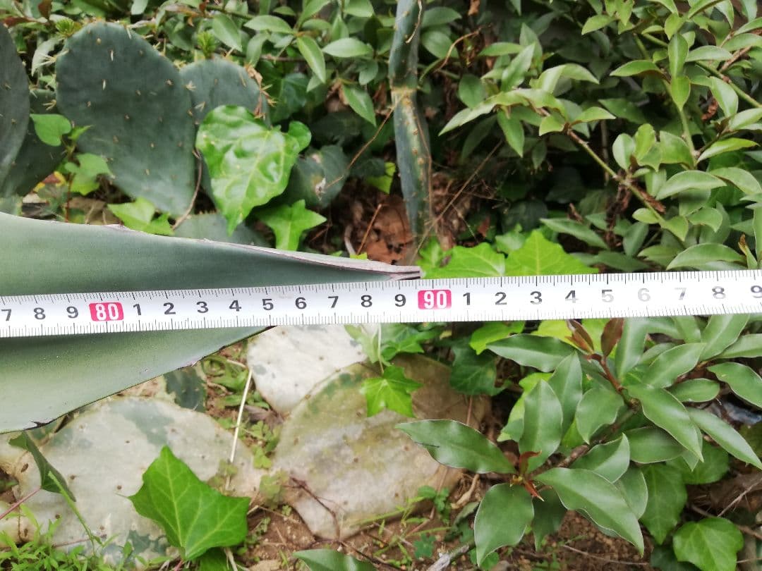 アガベ　アメリカーナ？（掘り取り＆持ち帰り　お願いします）