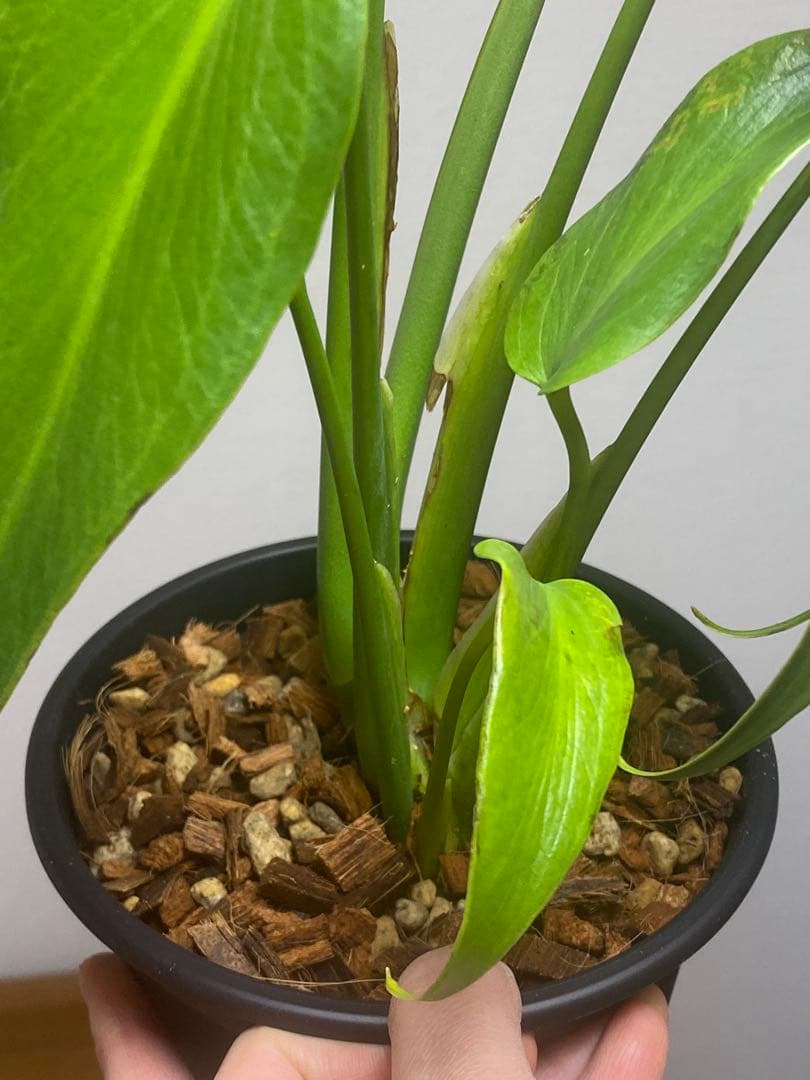 マ*ん様 【棚整理セール‼️】モンステラ　バールマルクス　希少　レア　人気‼️