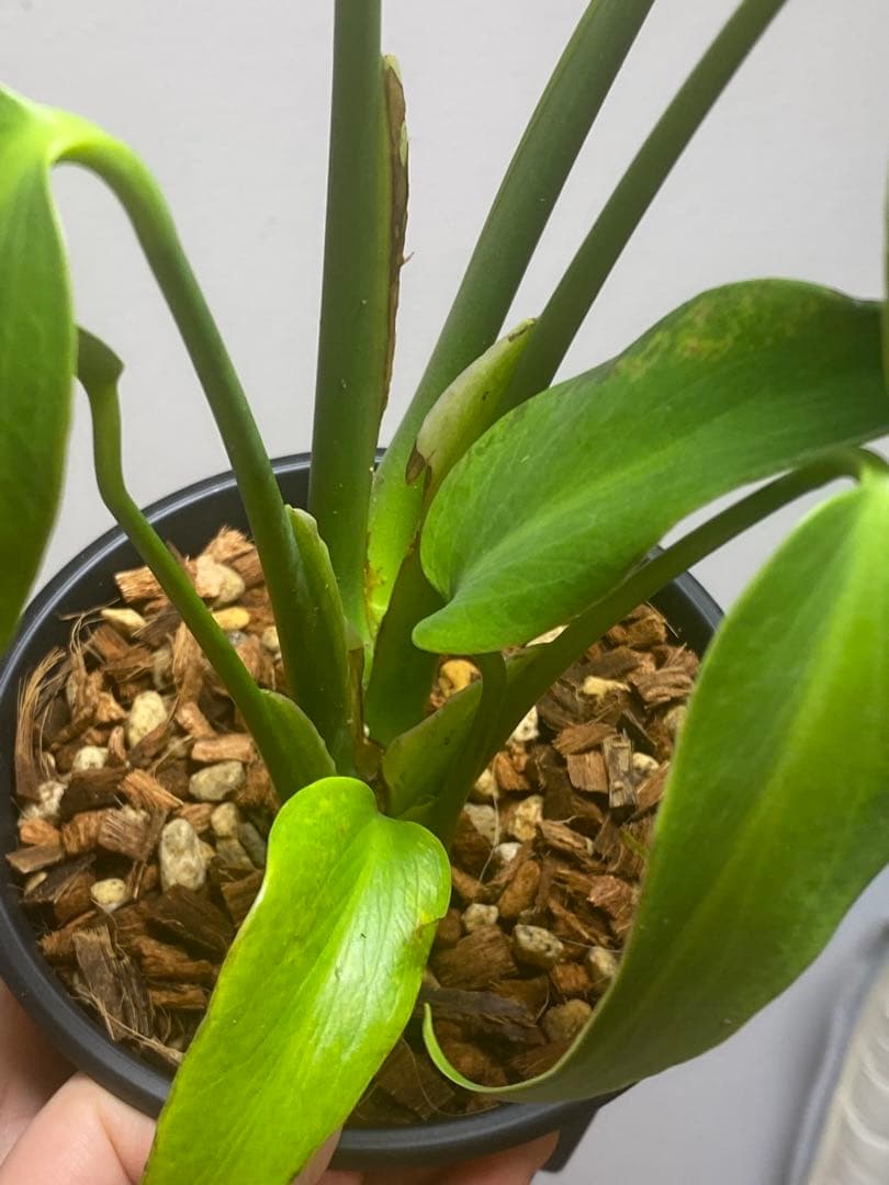 マ*ん様 【棚整理セール‼️】モンステラ　バールマルクス　希少　レア　人気‼️