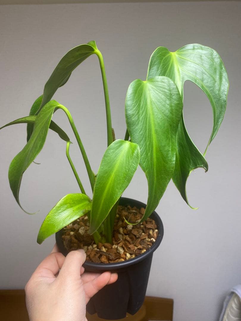 マ*ん様 【棚整理セール‼️】モンステラ　バールマルクス　希少　レア　人気‼️