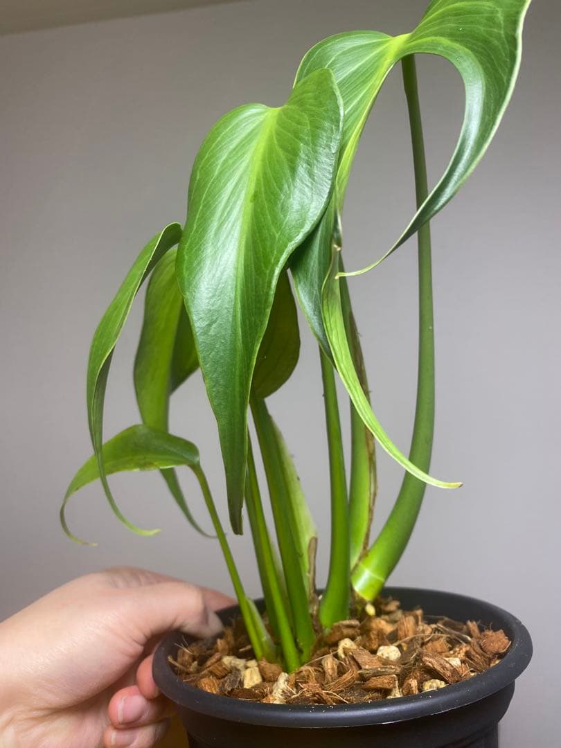 マ*ん様 【棚整理セール‼️】モンステラ　バールマルクス　希少　レア　人気‼️