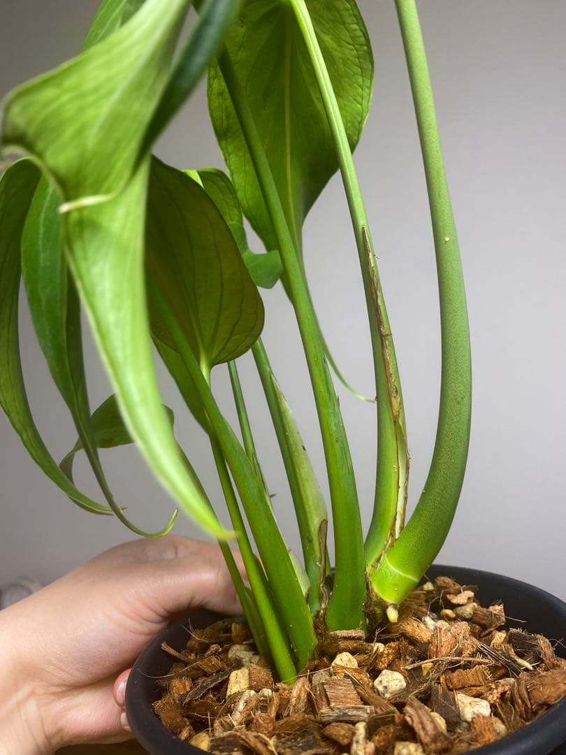 マ*ん様 【棚整理セール‼️】モンステラ　バールマルクス　希少　レア　人気‼️