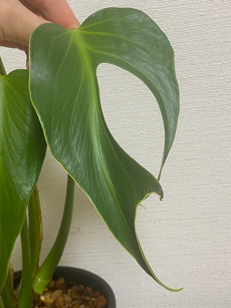 マ*ん様 【棚整理セール‼️】モンステラ　バールマルクス　希少　レア　人気‼️