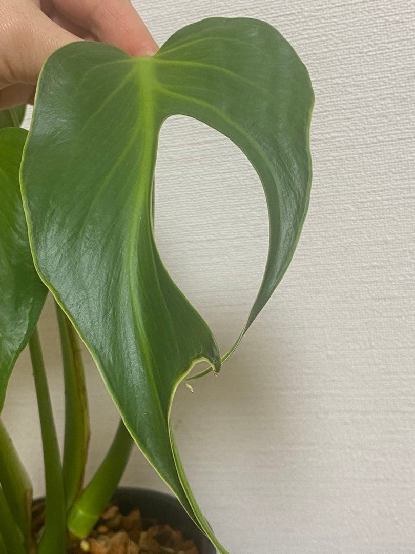 マ*ん様 【棚整理セール‼️】モンステラ　バールマルクス　希少　レア　人気‼️