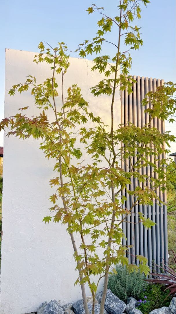 逸品。ヤマモミジ本株立ち2.9M(鉢底から)