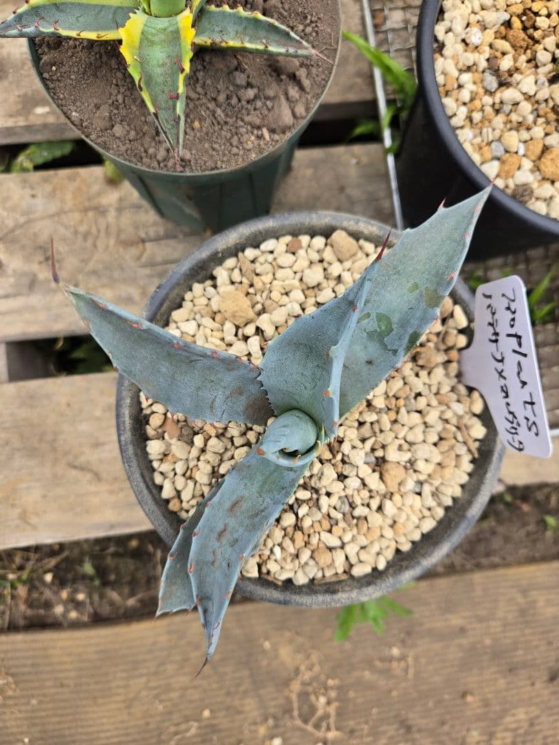 アガベ 　ハイブリッド　パラサナ　マルガリータ　カキコ