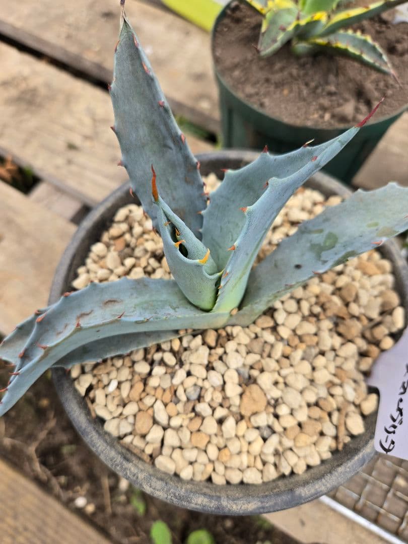 アガベ 　ハイブリッド　パラサナ　マルガリータ　カキコ