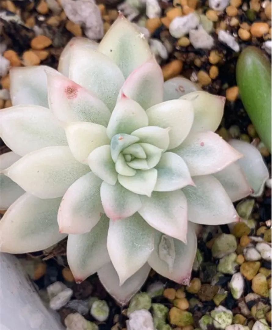 女雛錦   抜き苗  虫食いあり