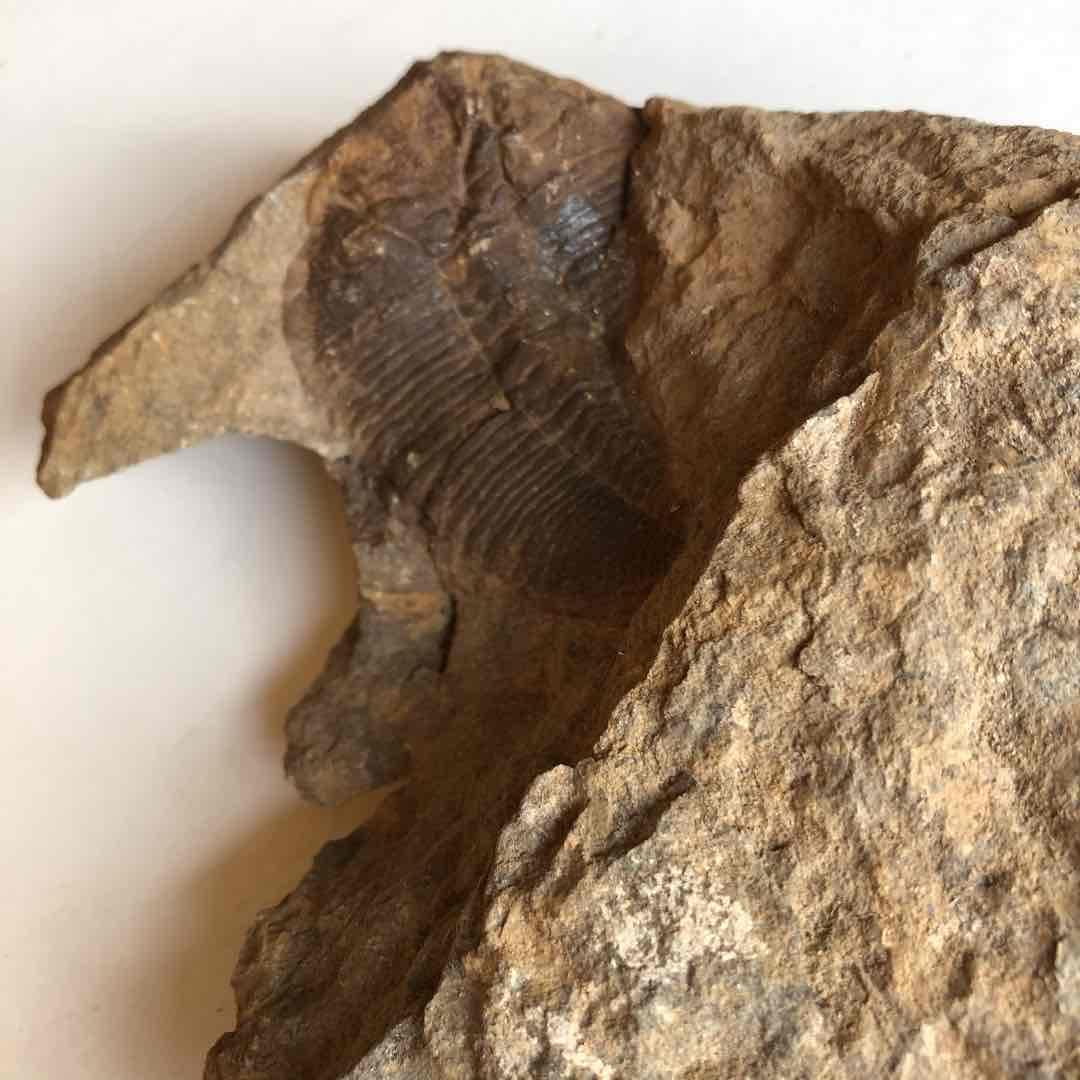 モロッコ産　三葉虫化石