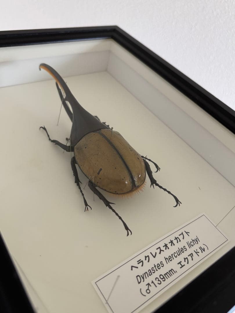 昆虫標本2点セット　ヘラクレスオオカブト、ホソアカクワガタ