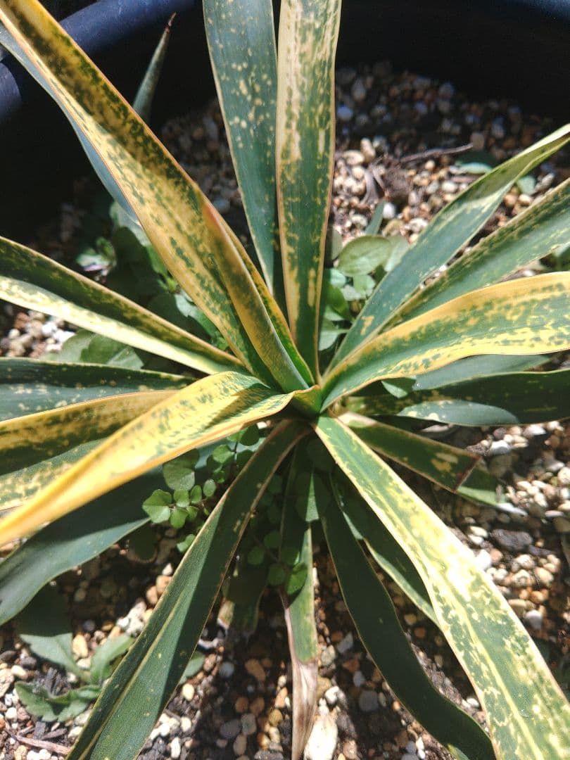 ユッカ　散斑入りグロリオサ