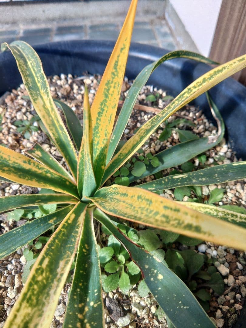 ユッカ　散斑入りグロリオサ