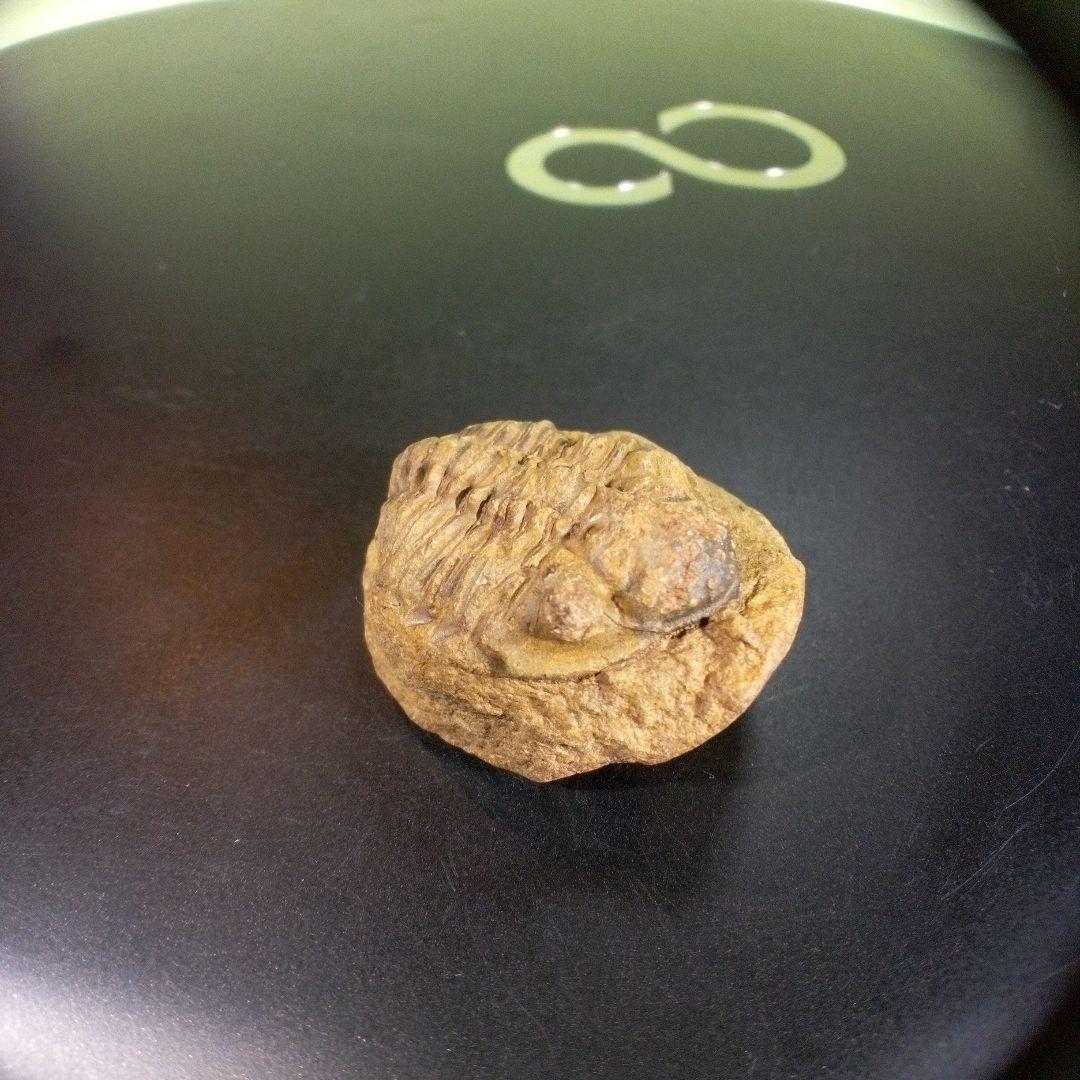 三葉虫　化石　fossil　海　ボリビア産　trilobite　海生動物種別①