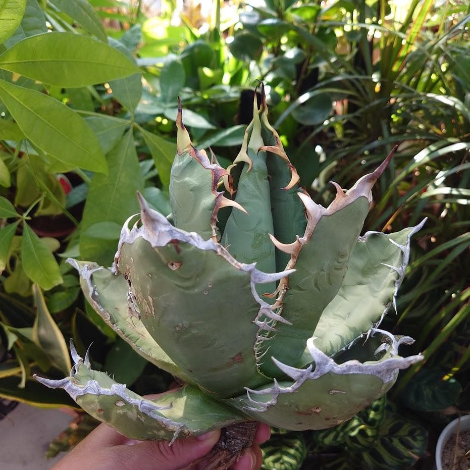 アガベ チタノタ オアハカ Agave titanota Oaxaca 19