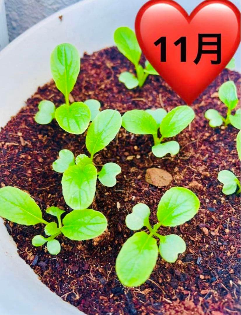 ⭐️ 小松菜のたね 野菜 早取り 無農薬 ♡ 種 自家栽培 水耕栽培 簡単匿名配送