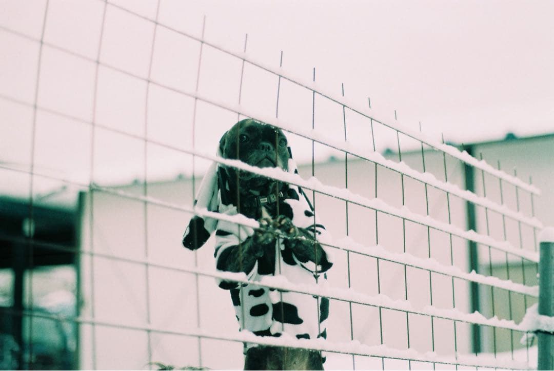 CNTAXT Aria 一眼レフフィルムカメラ Carl Zeissレンズ付き