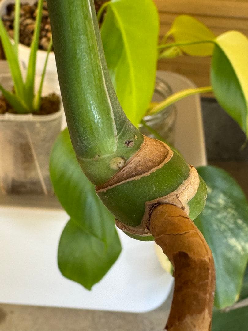 モンステラ・デリシオサ・シルバ・ラバ