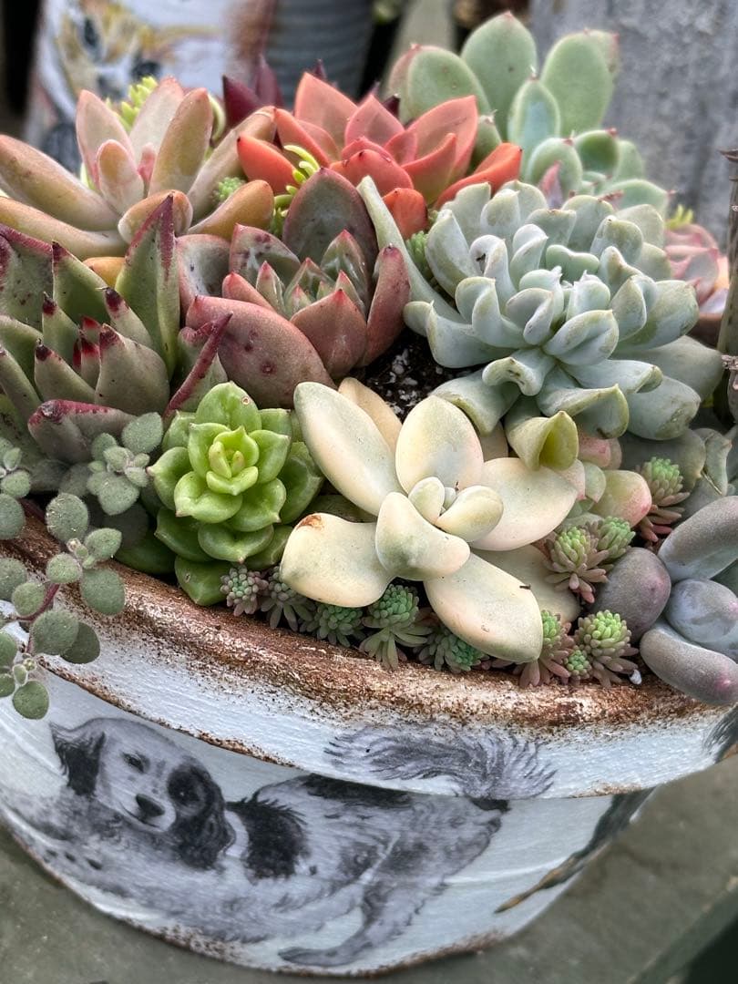 多肉植物☆リメ鉢寄せ植え