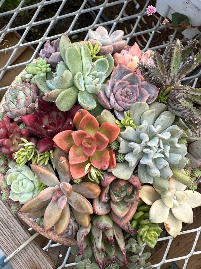 多肉植物☆リメ鉢寄せ植え