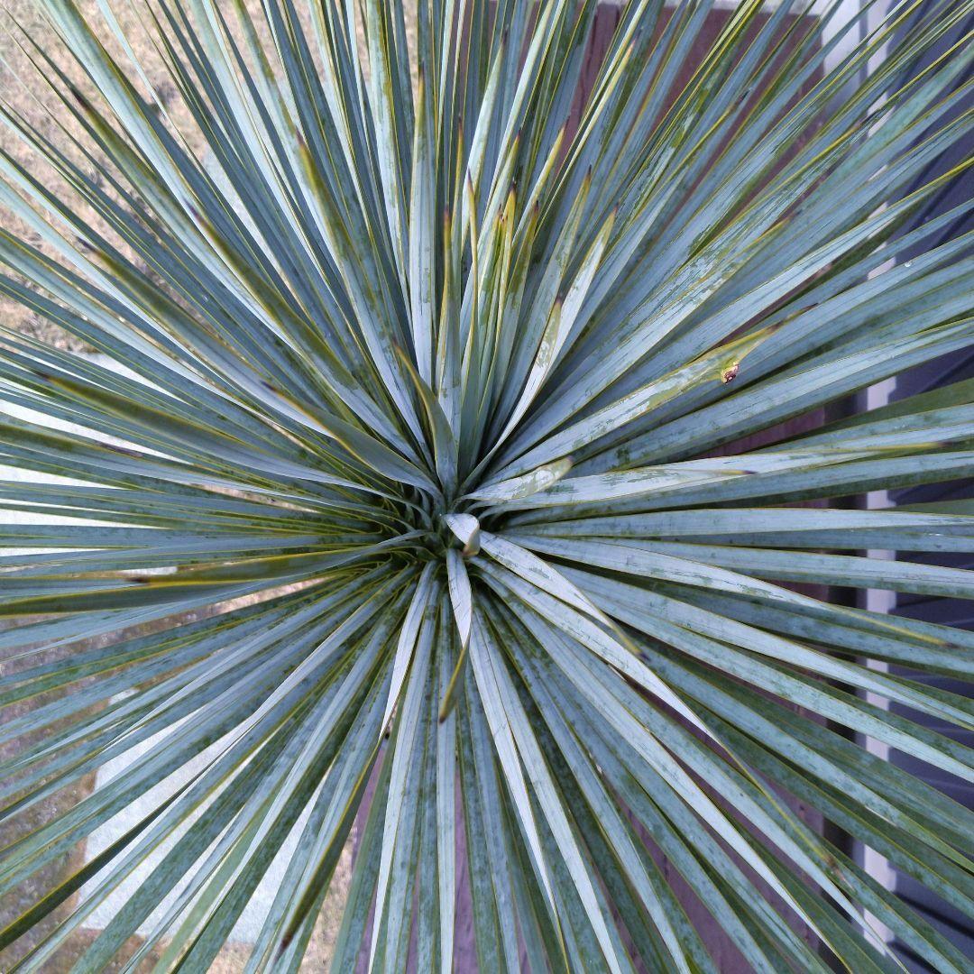 #87 ユッカ ロストラータ yucca rostrata（発根済）