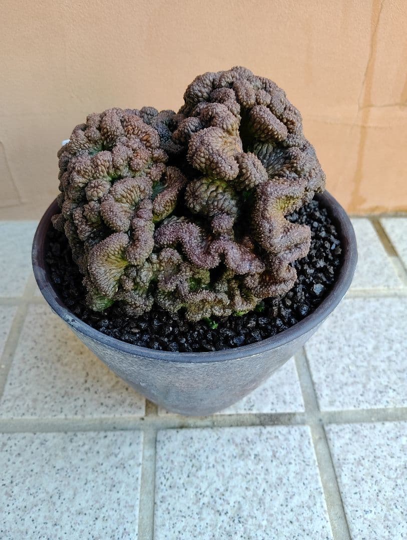 特大　ユーフォルビア オベサ 綴化（鉢付）