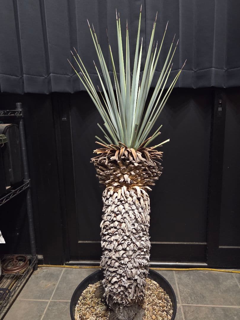 専用出品 セット、リピ割 ユッカリギダ 太株 (へ) 曲がり株