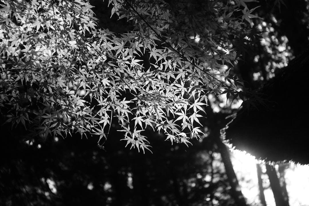 Nikon Nikkor-S.C 50mm f1.4 L39 単焦点レンズ