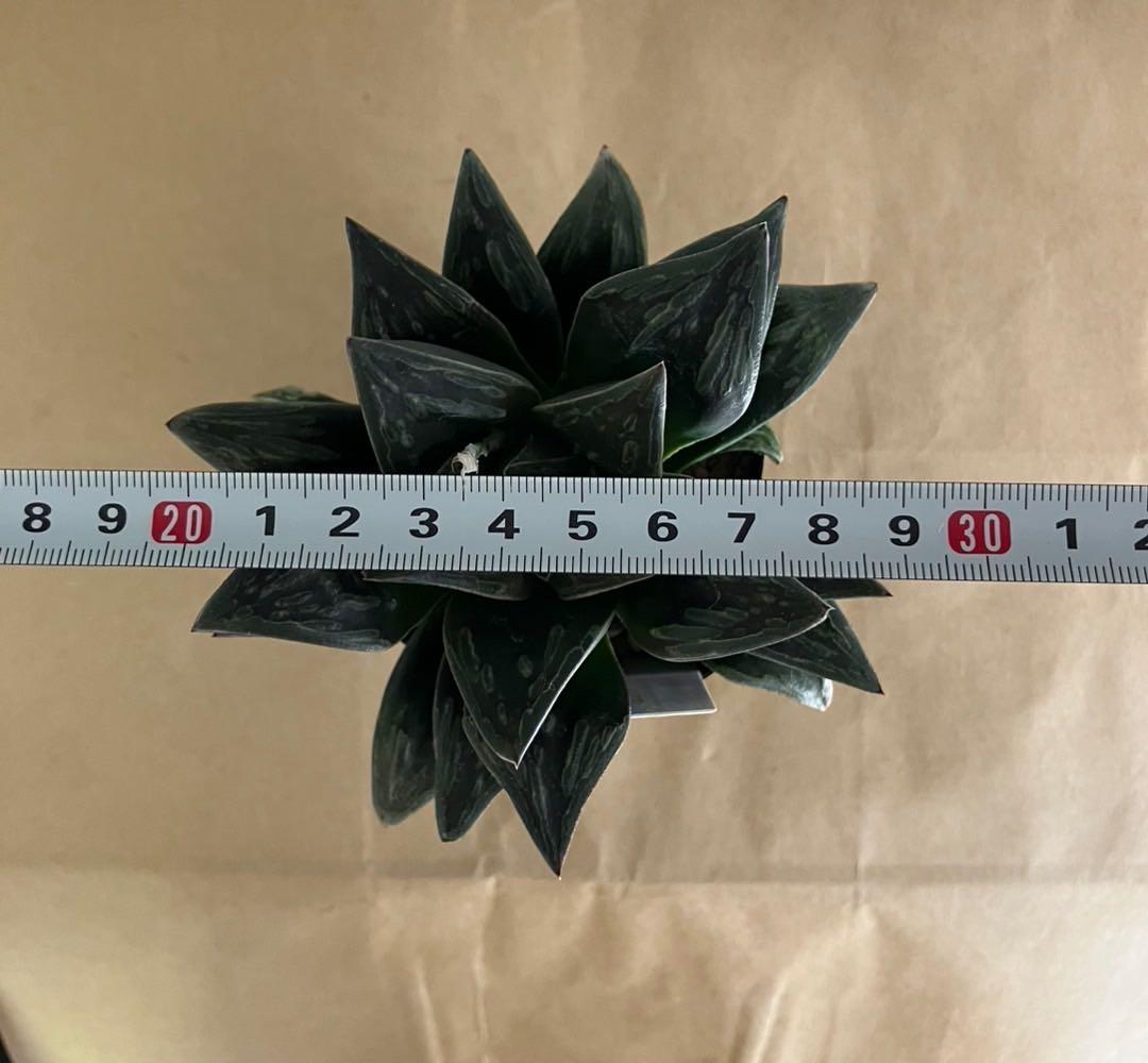 ハオルチア　ハロウィン　親株サイズ