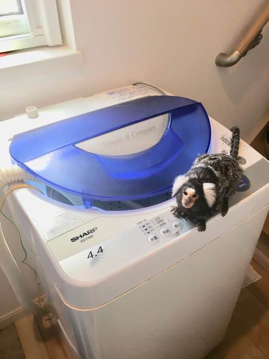 この洗濯機 ‥‥安いです※引き取り限定